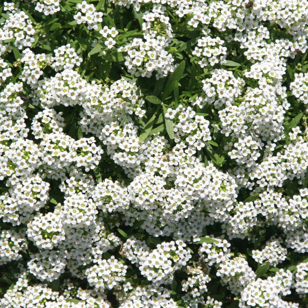 Alyssum Carpet of Snow Garden Flower Seeds - Image 3