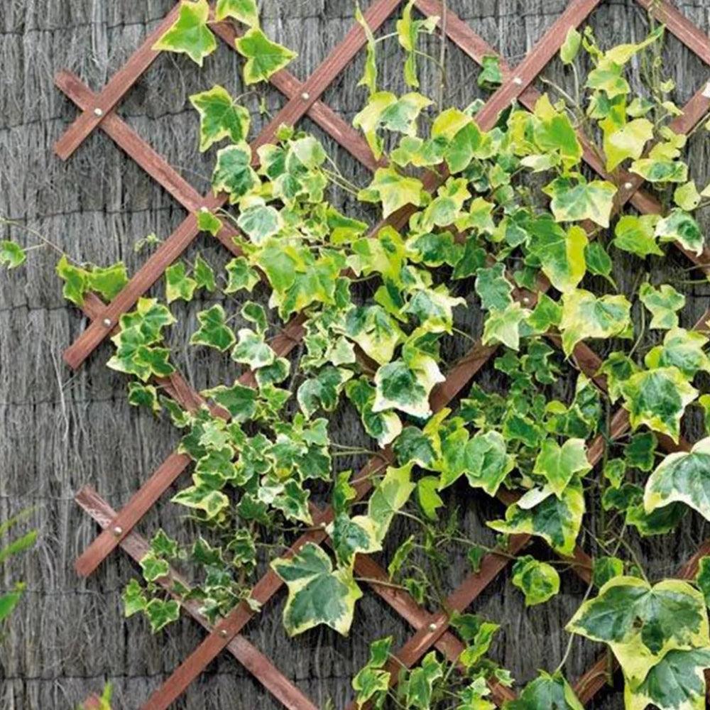 Gardman Riveted Garden Trellis | Tan - Image 3