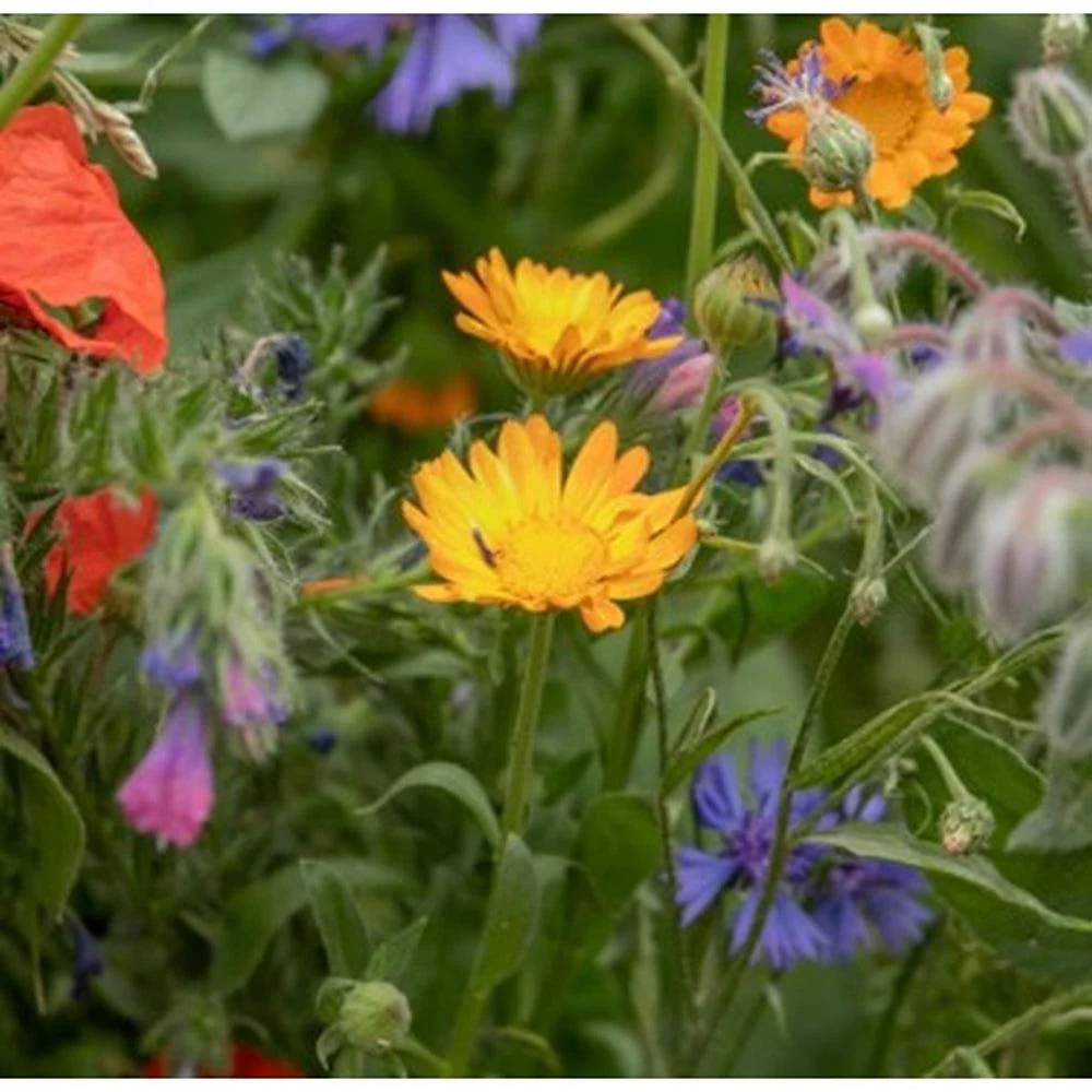 Natures Haven Easy Wildflowers | 1.2kg - Image 4