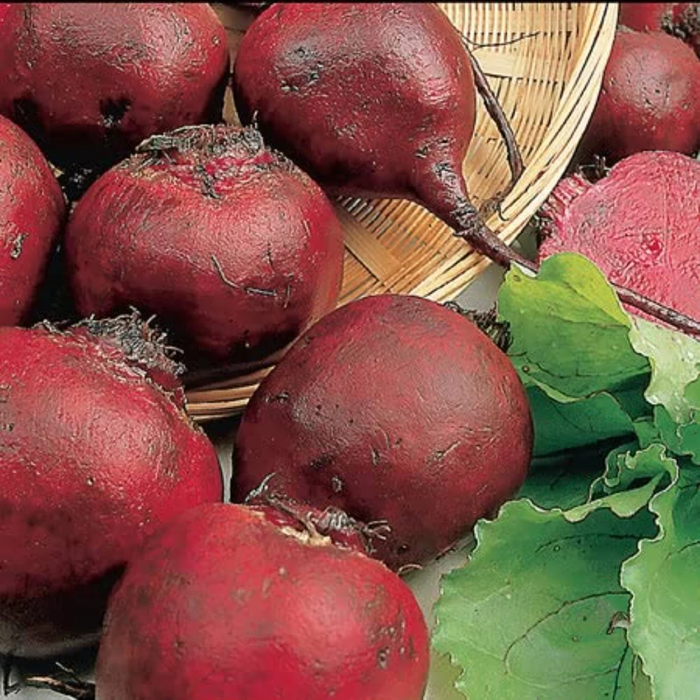 Round Boltardy Beetroot - Image 2