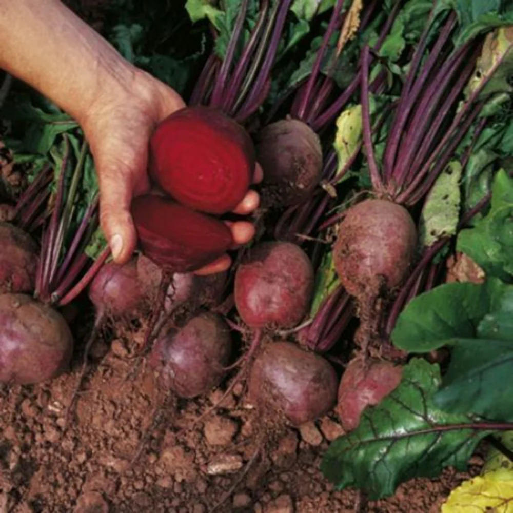 Round Boltardy Beetroot - Image 3