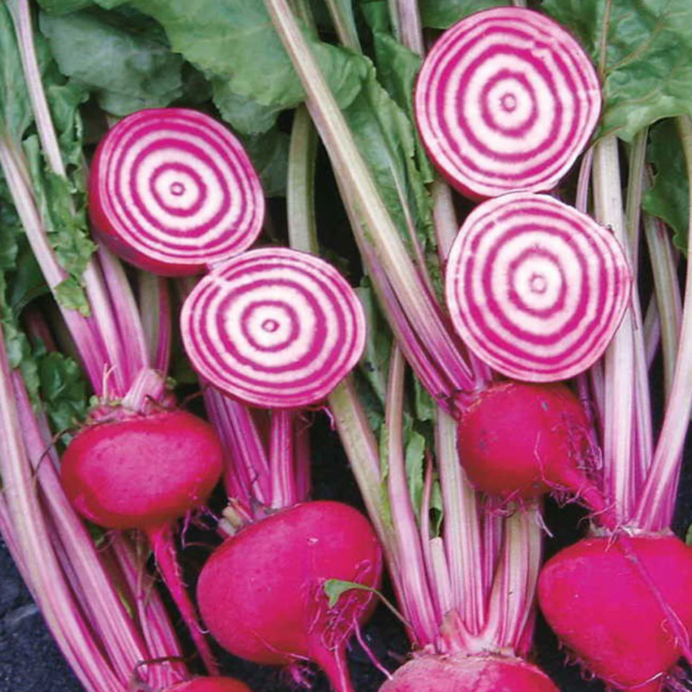 Round Chioggia Beetroot Vegetable Seeds - Image 2