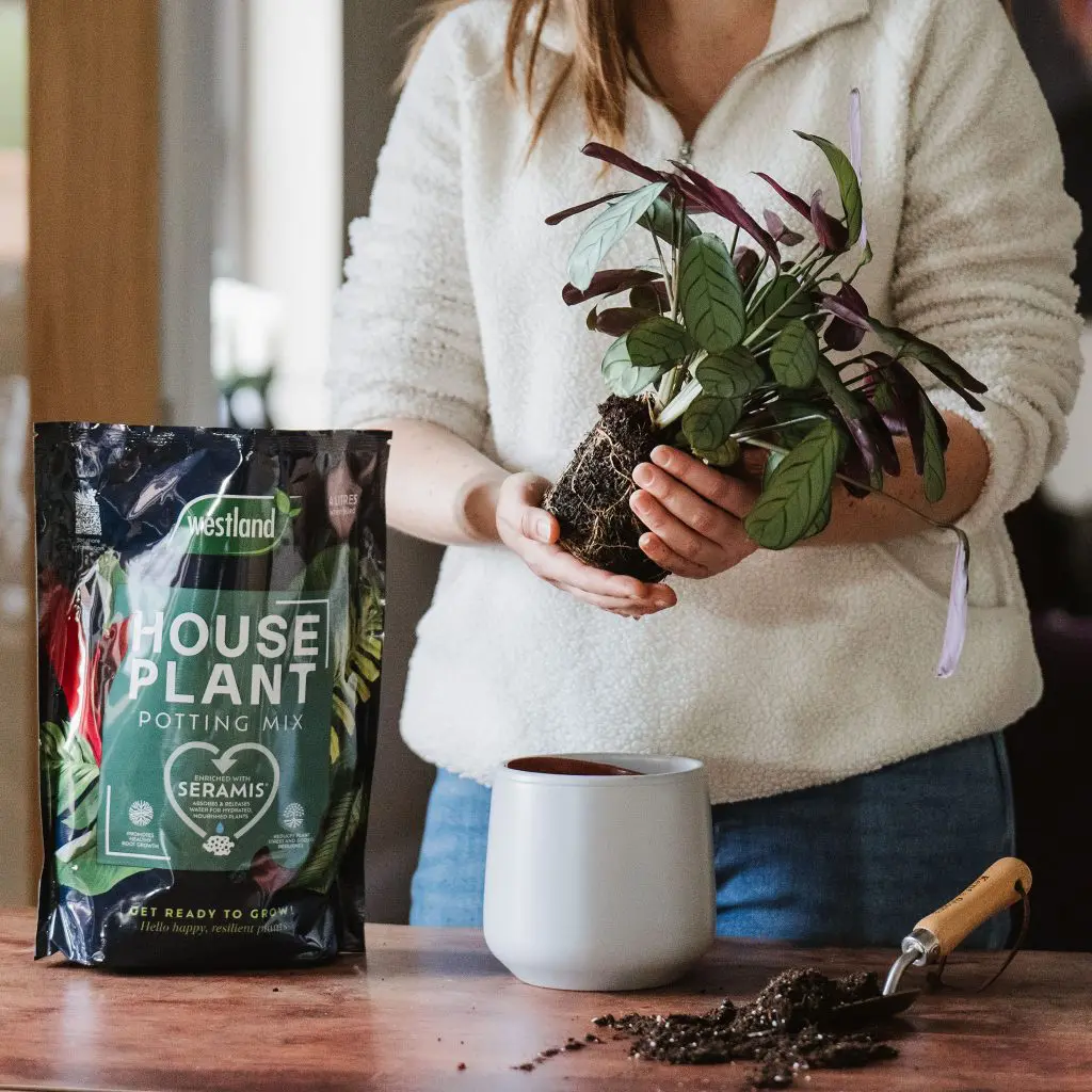 Westland Houseplant Potting Mix | Peat-Free 4L | Enhanced with Seramis - Image 9